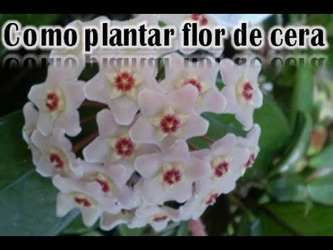 COMO PLANTAR FLOR DE CERA Primeiros passos para o desenvolvimento da muda -  thptnganamst.edu.vn