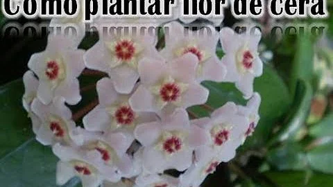 Como transplantar una flor-de-cera?