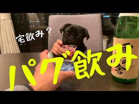 【黒パグわさび】宅飲みならぬパグ飲みという晩酌スタイルを試してみた