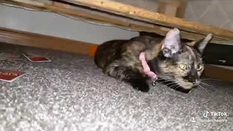 When the cat nip hits pt 2