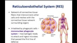 Micro Chapter 14 Part 1