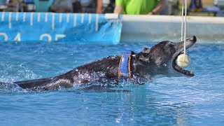 Dock Diving Whippet "Spitfire" Breaks The Versatility Record, "Iron Dog" in DockDogs