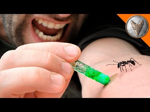 Bullet Ant Kryptonite?