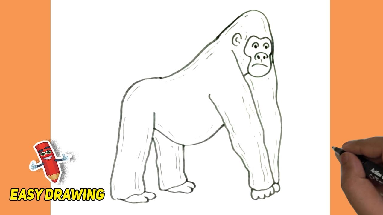 How To Draw A Gorilla Step BY Step A Gorilla Easy Line Drawings A