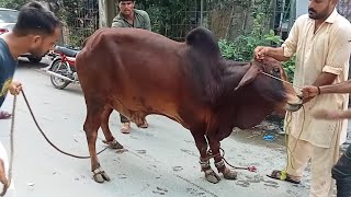 Bull Qurbani On Eid 2021 | Dangerous Cow Qurbani