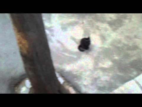 tempter cat-მაცდური კატა