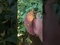 بطاطا حلوة اللهم بارك     3  