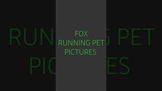 Fox Running Pet Pictures Film Corporation logo (1994-1998)
