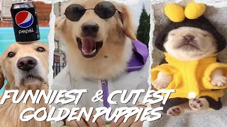 ⚠️Golden Cuteness 🐶Your Heart Will Melt Watching These Adorable and Funniest #GoldenRetriever #puppy