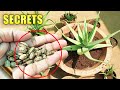 ALOE VERA PLANTS SECRETS, CARE TIPS, Do’s & Don’ts | Automatic Propagation