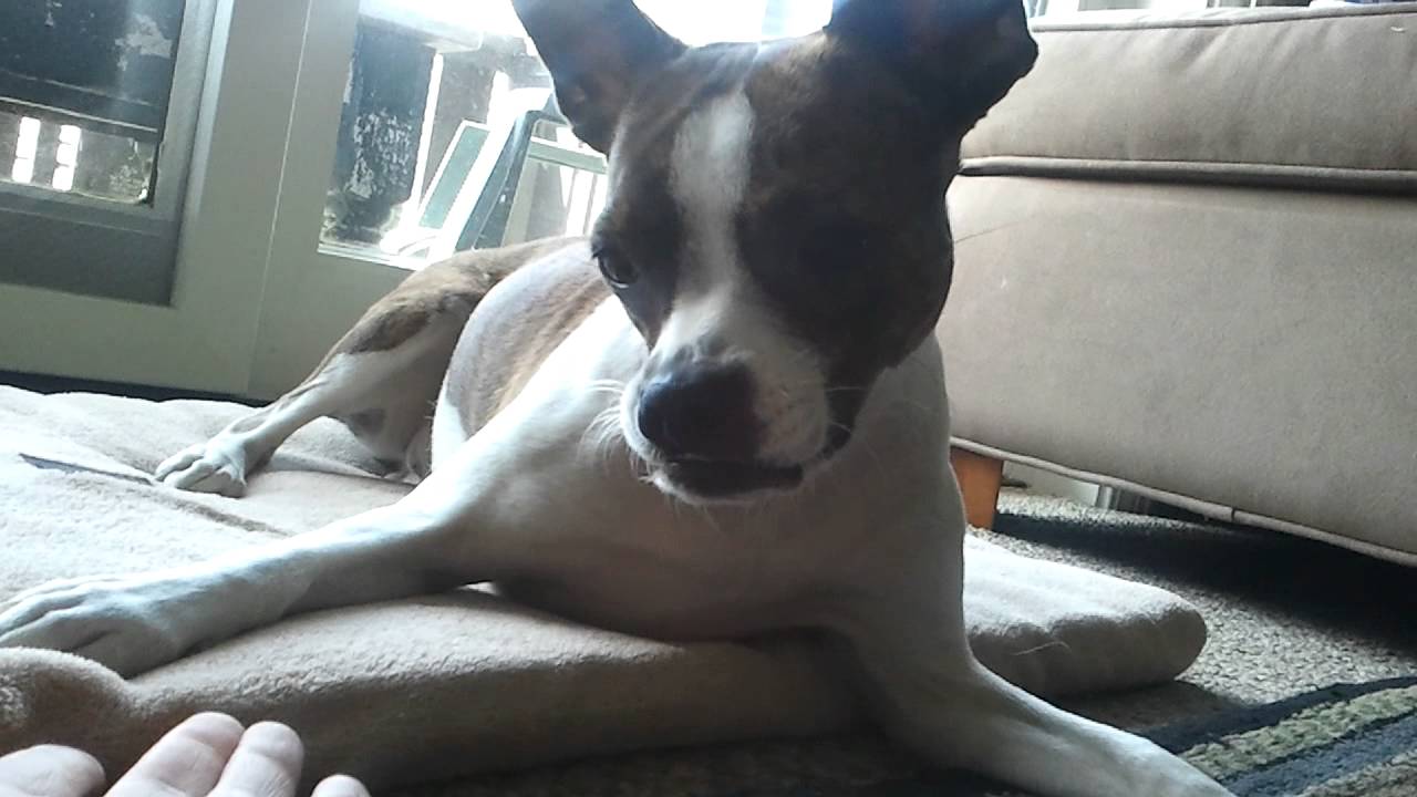 Taco Terrier (Chihuahua \u0026 Toy Fox Terrier Mix): Info, Pictures, Care \u0026 More  – Dogster, image size:1280x720