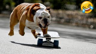 Funny Animals Sport-'Hilarious Animal Athletes by Animals Fun Time 1,748 views 4 months ago 10 minutes, 42 seconds