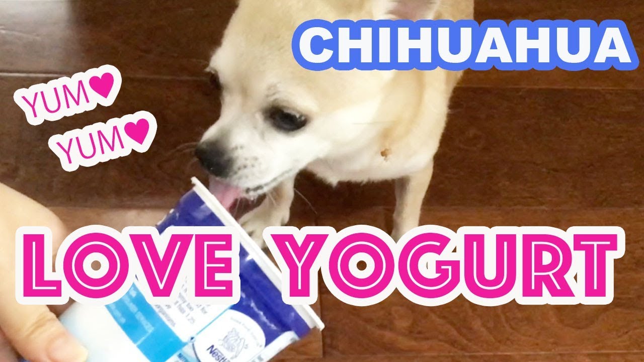【funny dog】chihuahua loves a yogurt【dog】【chihuahua】【funny and cute