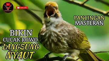 Masteran Cucak Rowo Ropel Gacor Suara Jernih | Barau, Straw Headed Bulbul (Pycnonotus Zeylanicus)