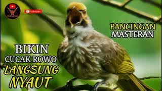 Masteran Cucak Rowo Ropel Gacor Suara Jernih | Barau, Straw Headed Bulbul (Pycnonotus Zeylanicus)
