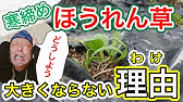 狭い庭で家庭菜園 狭い庭で家庭菜園