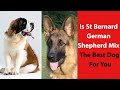 Is St Bernard German Shepherd Mix the Best Dog For You