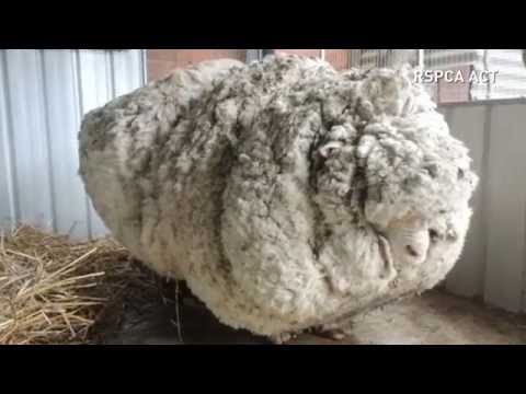 Overgrown sheep&rsquo;s life is saved after 40kg of wool is removed