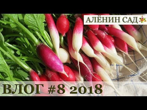 Влог #8 Сакура / Мизуна / Редис / Нарциссы / Примулы / Тюльпаны