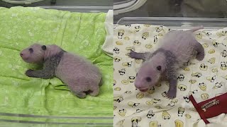 双子パンダ、雄・雌と判明 名前も公募する方針