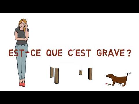 Vidéo: Comment Le Chocolat Rend Les Chiens Malades