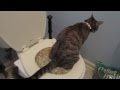 Cats use TOILET??