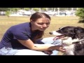 dog heat behavior books on dog behavior dog heat behavior books on dog behavior