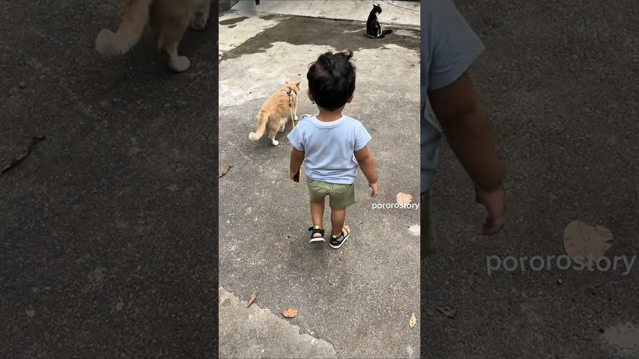 Pemukulan abang ke 2 kalinya , Panda langsung lari terbirit birit 🤣 