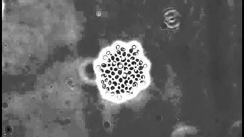 S. cerevisiae cell division in Y04C microfluidic chamber