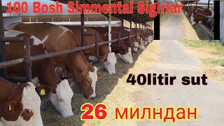 100 Bosh👍 Simmental Sigirlar🐄 26mln 40 Litirdan Sut🥛 beradiganlari Sotiladi ☝️