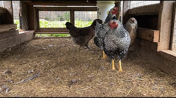 Raising Laying Hens - Video 4: Layer Feed