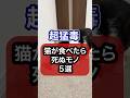 ↑詳細は上の▶をタップ👆️〜超猛毒！猫が食べたら死ぬモノを獣医師が解説 #猫のいる暮らし #ねこ #猫 #保護猫 #キャットフード