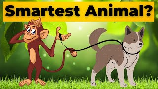 Smartest Animals in Wildlife | Animals Intelligence | Smartest Animals | Animals Video by Animalistic 4K 141 views 1 year ago 5 minutes, 19 seconds