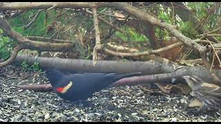 Ostdrossel ground cam #birds