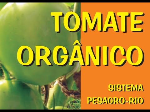 Vídeo: Cultivo De Tomates Em Estufas Baixas. Parte 1