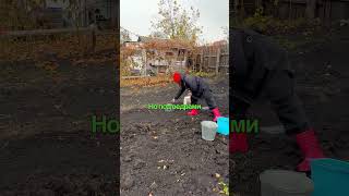 Зачем наши бабушки в конце октября переворачивали пустые ведра?
