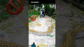 Road Blocked! 🚧 Comical Clash Between a Scooter and a Giant Anaconda! 🤣