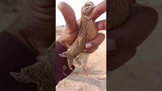 بٹیر کی آوازبٹیرکی بولیبٹیرکا شکارشکار کے لیے بٹیر کی آوازشکارکے لئے بٹیرکی بولیBatir Ki Aawaz