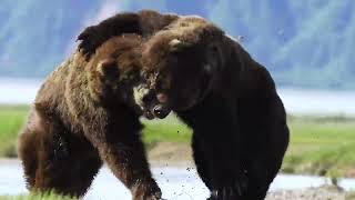 قتال دموي بين دبين Brutal fight between two Alaskan bears