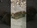 パンチくんはアキラおじいちゃんをからかうため、🐒🤪 渾身の「失神ポーズ」で完全フリーズ！大慌てのおじいちゃんは「大変だ！」と大パニックで人を呼びました。💦😱😂2026年6月24日