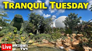 Live: Tranquil Tuesday at Epcot  Moana Passholder Preview  Walt Disney World Live Stream