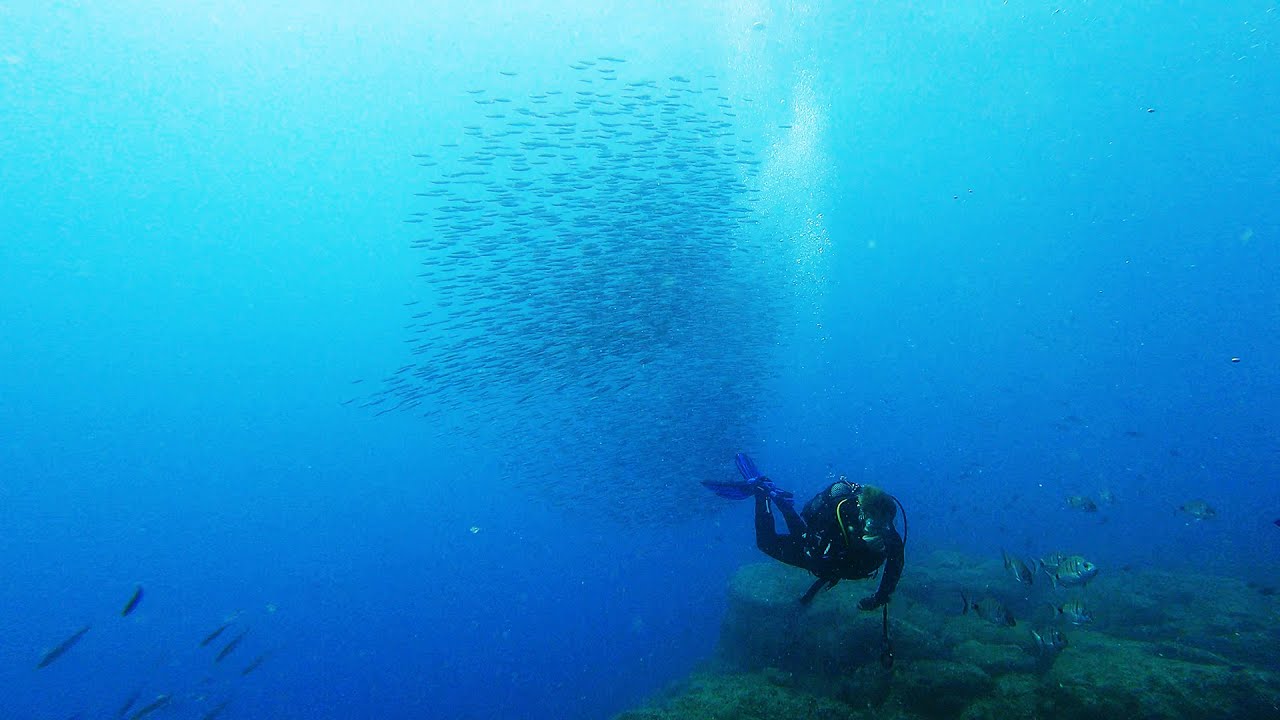 Awesome Diving Experience in Fuerteventura Canary Islands 4K YouTube