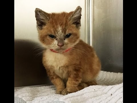 保護したときは、暗い顔をしていた子猫。一か月たつと驚きの変化を遂げる!