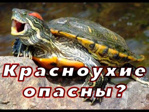 Красноухая черепаха. ОПАСНО?!