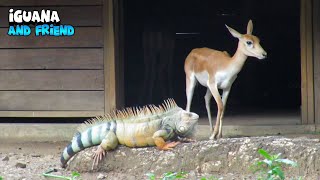 Witness The Magnificent Bond Between An Iguana And An Impala