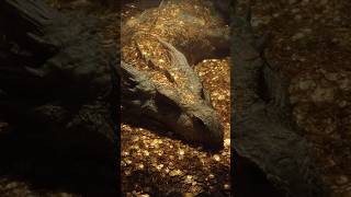 THIS is Why Dragons Always Guard Treasure! 🐲