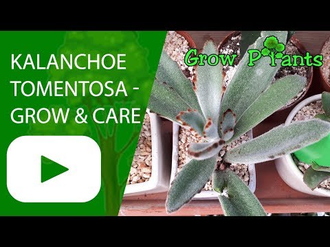 Kalanchoe tomentosa - grow & care (Panda plant)