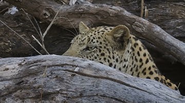 Mashatu Game Reserve - the Leopard and Natal Spurfowl