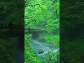 #nature #scenery #relax #peace #rainsounds