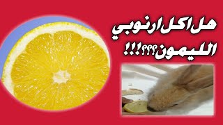 جربنا ناكل ارنوبي الليمون 😋